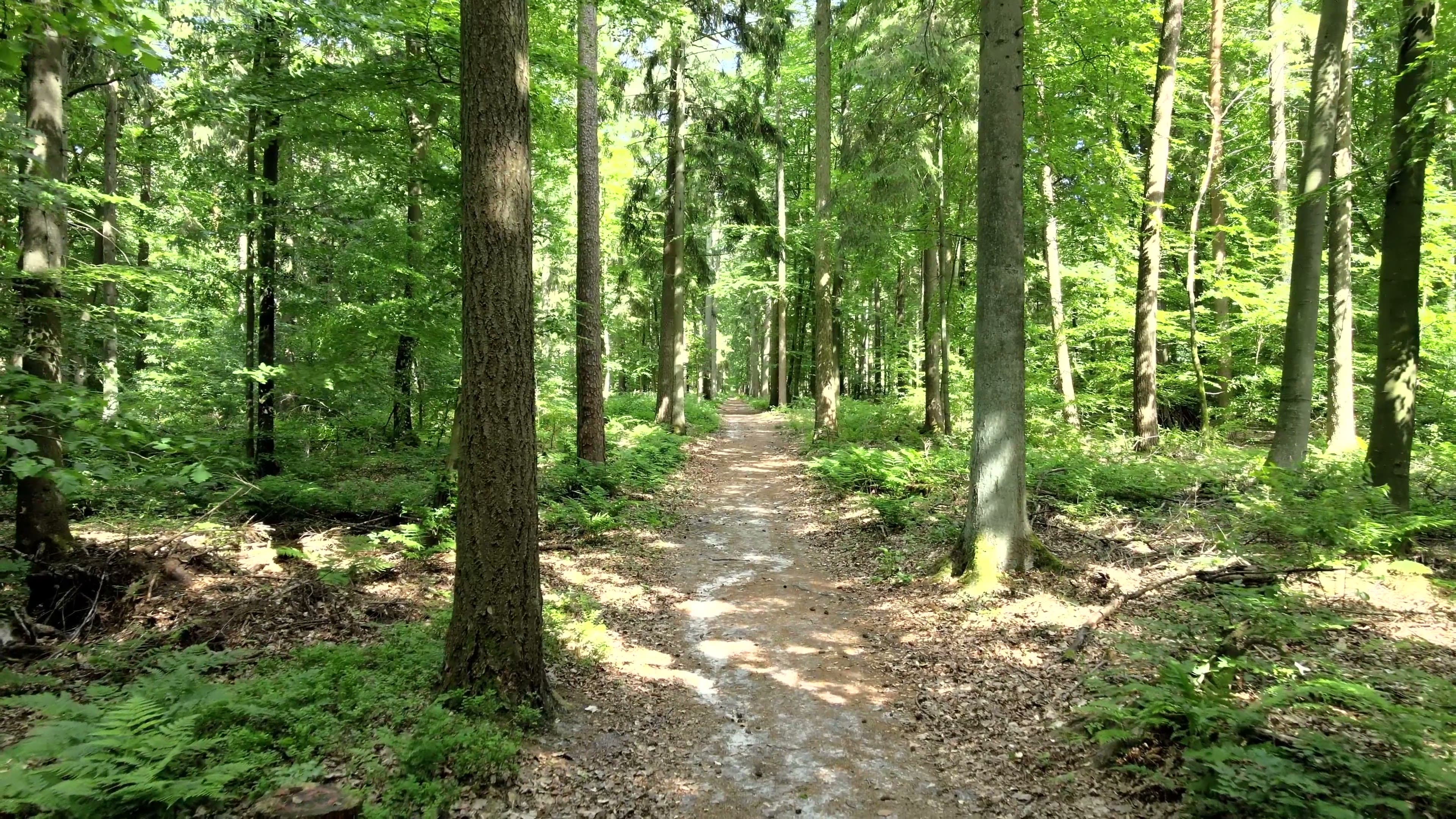 First-person view walking along a sunlit dirt path through a tall beech and pine forest.